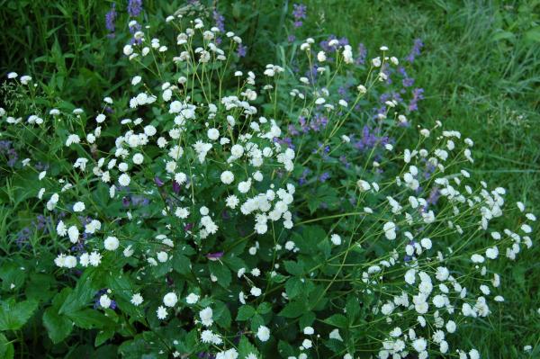 Ranunculus aconitifolius 'Pleniflorus' | Eisenhutblättriger Hahnenfuß